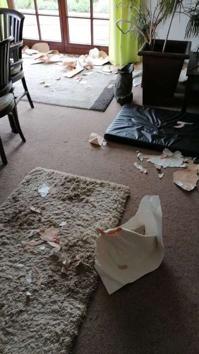 Zeig mir, dass du mit einem hund zusammenlebst....-Beitrag-Bild