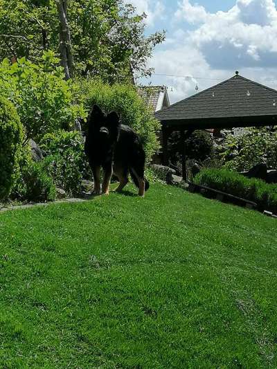 Schäferhund-Beitrag-Bild