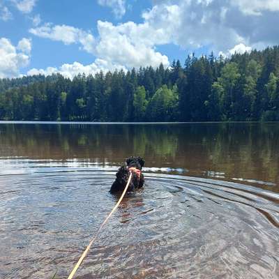 Hundetreffen-Sozial walk-Profilbild