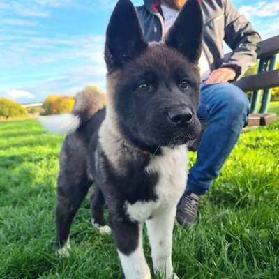 Hundetreffen-Welpentreffen, Spielen-Profilbild