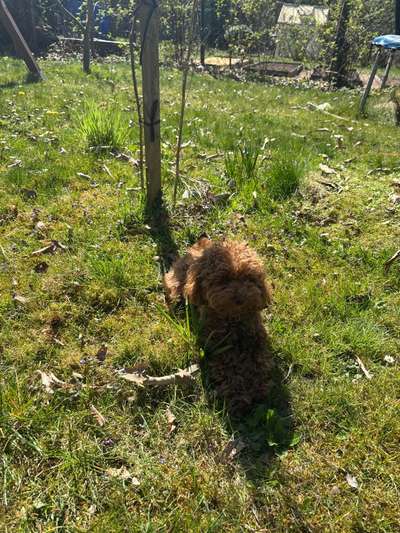 Hundetreffen-Junghund Pudeltreff-Bild