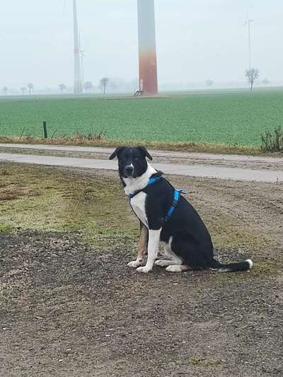 Berner Sennen-Beitrag-Bild