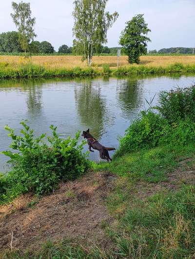 Die Dogorama Wochen Challenge-Beitrag-Bild