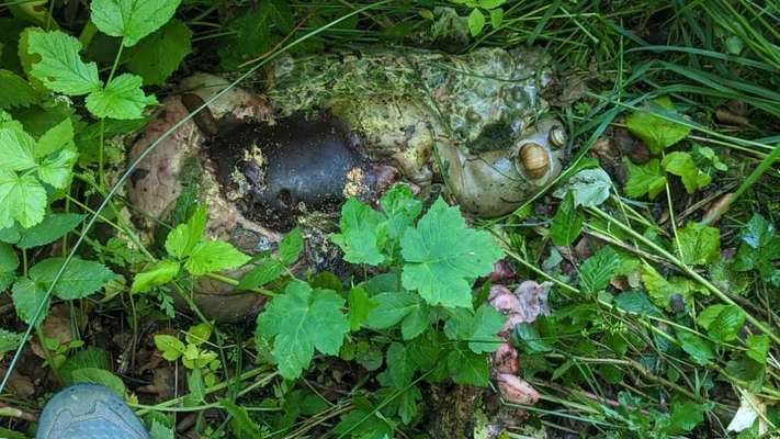 Giftköder-Kadaver-Bild