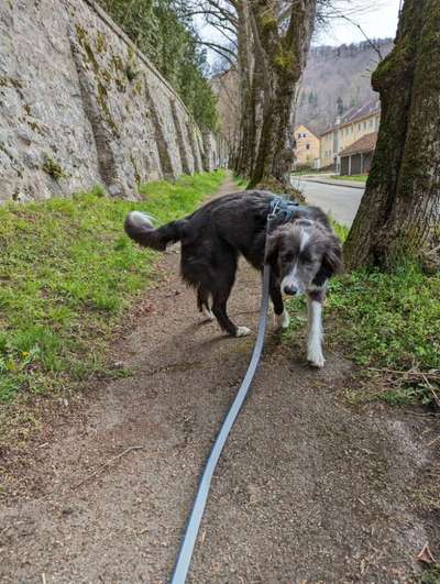 Hundetreffen-Hundebegegnung trainieren (ohne Kontakt!)-Bild