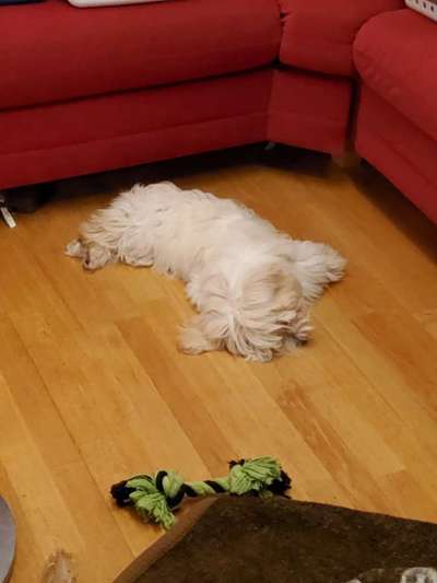 Havaneser dabei?:)-Beitrag-Bild