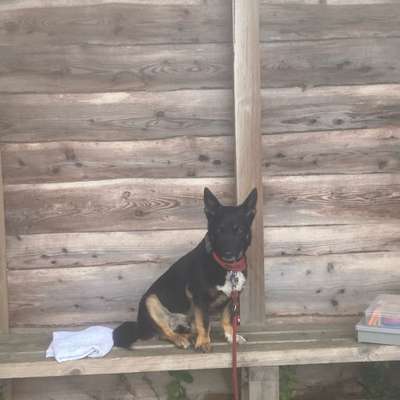 Hundetreffen-Gassirund