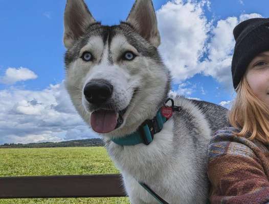 Hundetreffen-Suchen Sehr aktiven Hundefreund für blue 🐺🙈-Bild