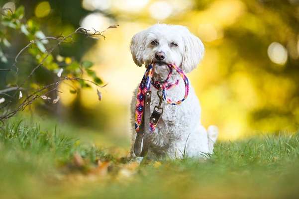 Hundetreffen-Gemeinsame Spaziergänge-Bild