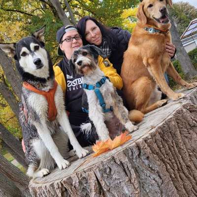 Hundetreffen-Gassirunde mit Spielen