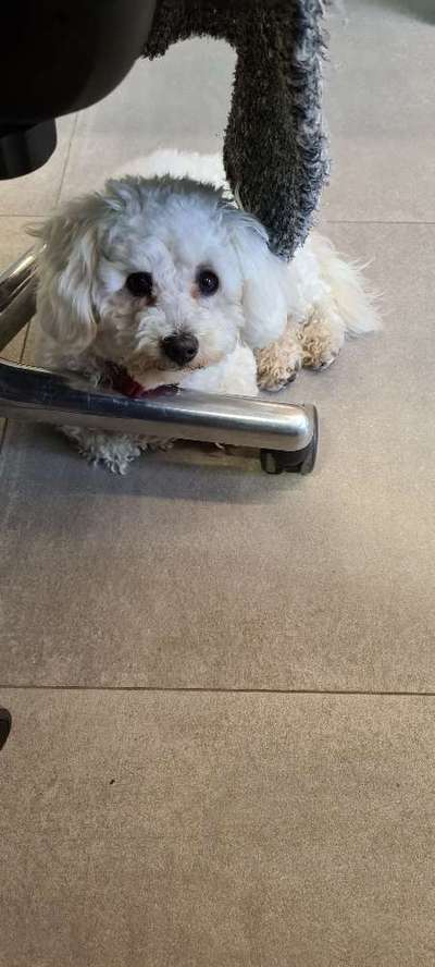 Gebell im Büro und an der Haustür-Beitrag-Bild