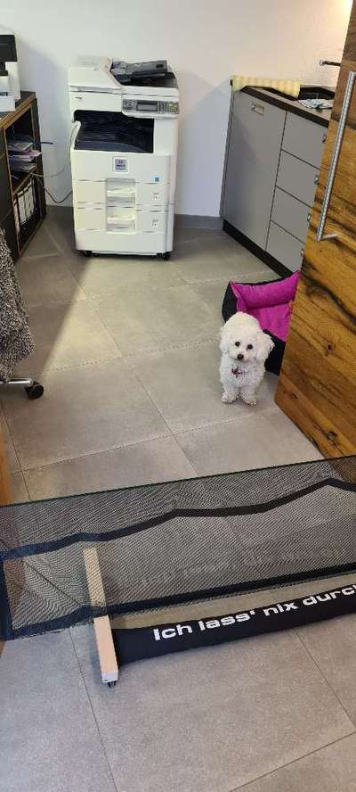 Gebell im Büro und an der Haustür-Beitrag-Bild