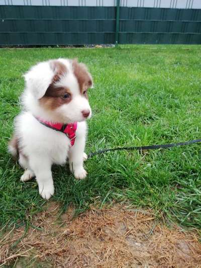 Welpen Bilder !-Beitrag-Bild