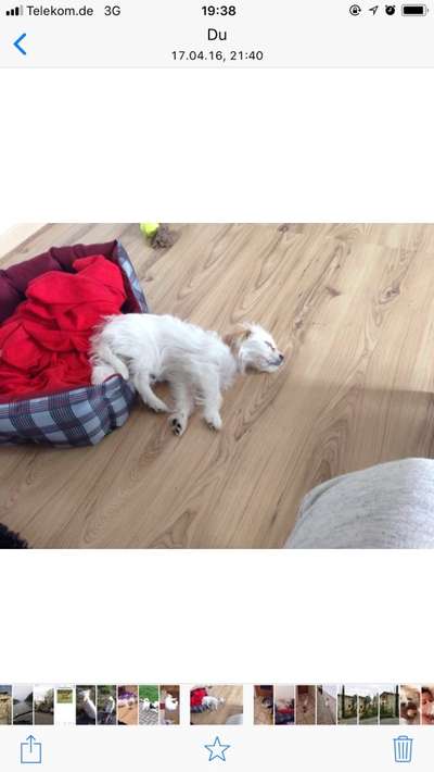 Welpen Bilder !-Beitrag-Bild