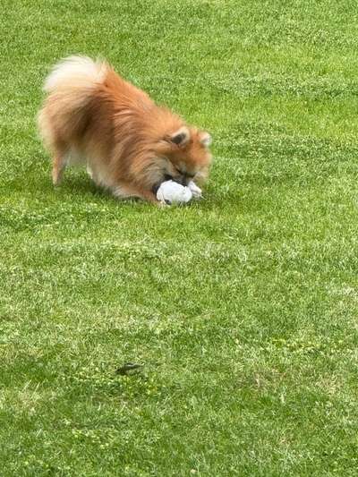 Hundetreffen-Treffen für kleine Hunde (Erkelenz Hundewiese)-Bild