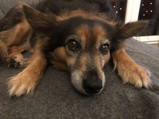 Zeigt mir die tollste Nahaufnahme von eurer Fellnase-Beitrag-Bild