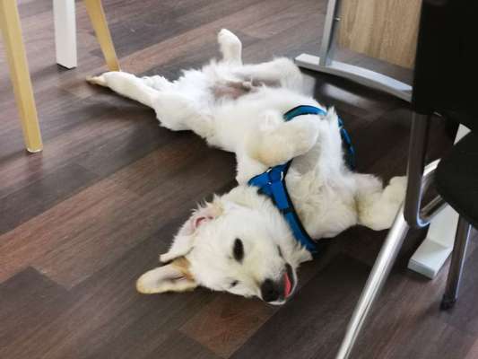 Wo sind die Golden Retriever Liebhaber?-Beitrag-Bild