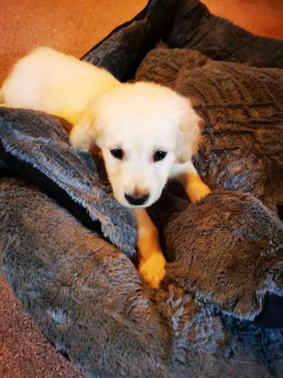 Welpen Bilder !-Beitrag-Bild