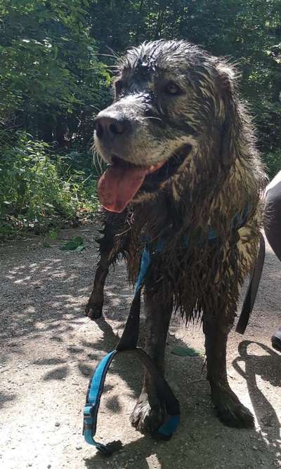 Wo sind die Golden Retriever Liebhaber?-Beitrag-Bild