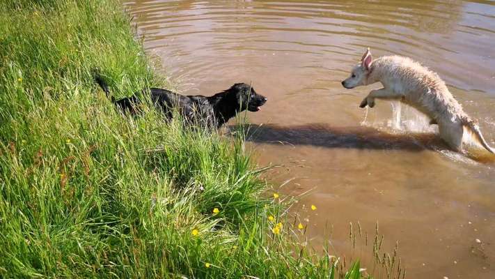 Zeige das lustigste Bild eures Hundis-Beitrag-Bild