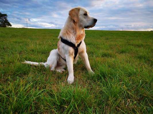 Wo sind die Golden Retriever Liebhaber?-Beitrag-Bild