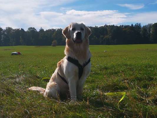 Wo sind die Golden Retriever Liebhaber?-Beitrag-Bild