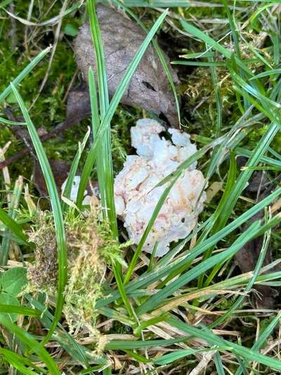 Giftköder-Achtung Giftköder im Garten-Bild