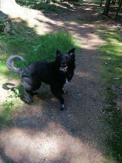 Dein Hund im Dogorama-Kalender 2021-Beitrag-Bild