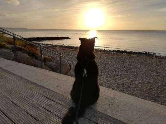 Dein Hund im Dogorama-Kalender 2021-Beitrag-Bild