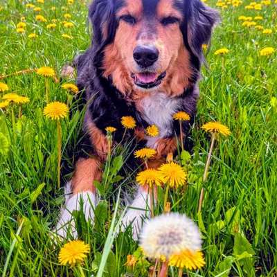 aktuelles Foto Gruppe Spondylose beim Hund