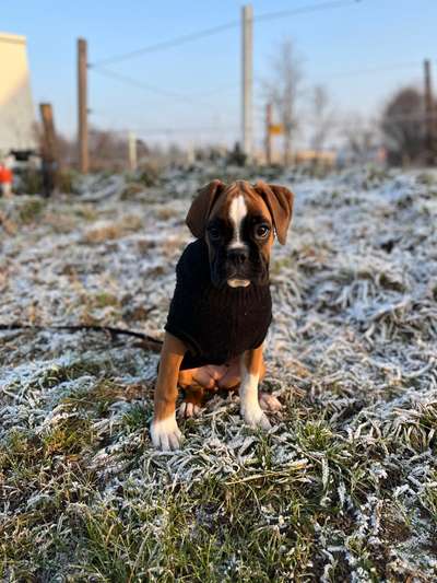 Boxer ???-Beitrag-Bild