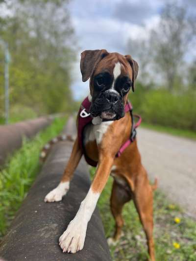 Hundetreffen-Verlässliche Social Walk- Gruppe-Bild