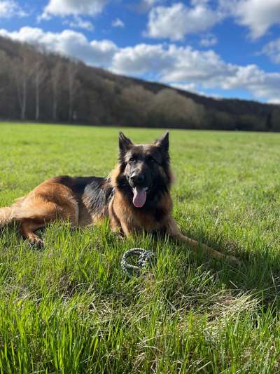 Hundetreffen-Spielpartner / Gassigehpartner-Bild