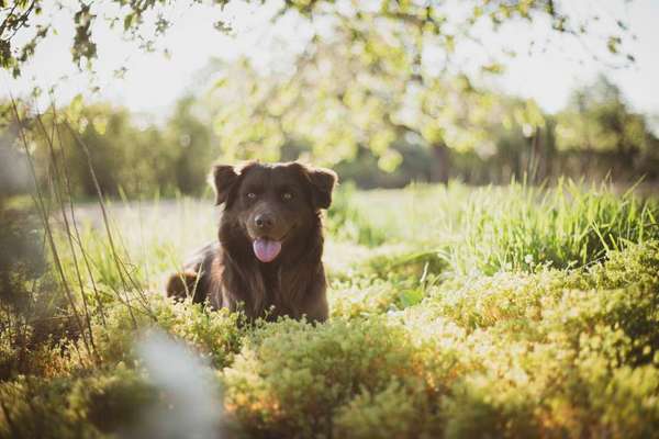 Die Dogorama Kalender Challenge Titelbild-Beitrag-Bild