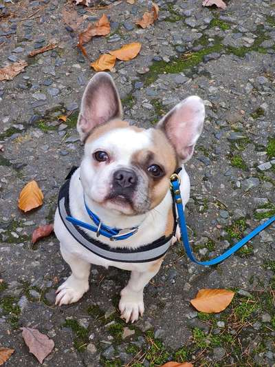 Französische Bulldoggen-Beitrag-Bild