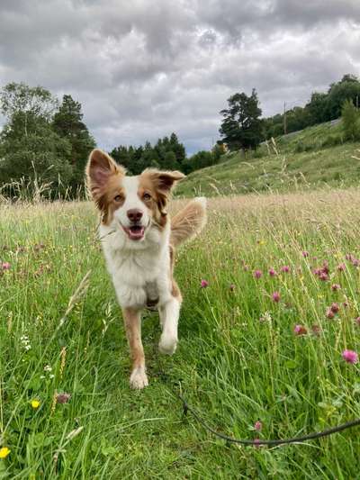 Hundetreffen-Gemeinsame Spaziergang oder Spieltreffen-Bild