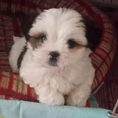 Welpen Bilder !-Beitrag-Bild