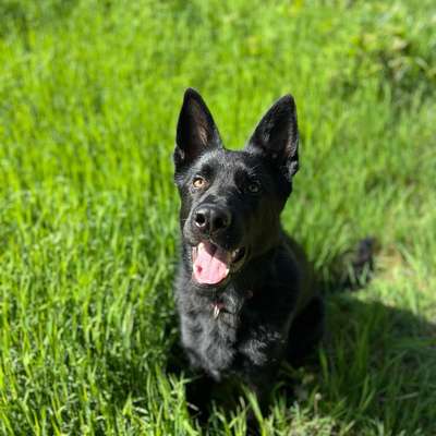 Hundetreffen-Trainingskumpel und Hundekontakt-Bild