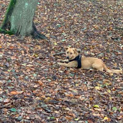 Hundetreffen-Spazierkumpel in Hiesfeld für Mittagsrunde-Bild