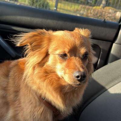 Hundetreffen-Such Leute zum spazieren gehen mit 🐕 wer mag kann sich gerne melden-Bild