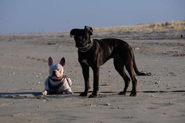 Hundetreffen-Hunderunde-Bild