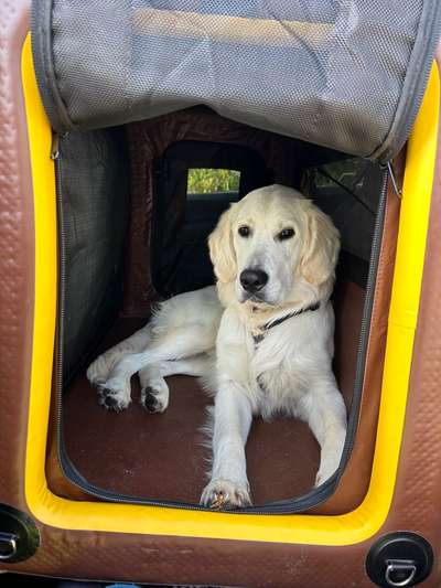 HUNDETRANSPORTBOX Limousine?-Beitrag-Bild