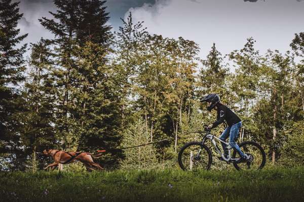 Hundetreffen-Bikejöring-Bild