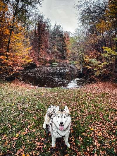 Hundetreffen-Nordische auf Tour-Bild