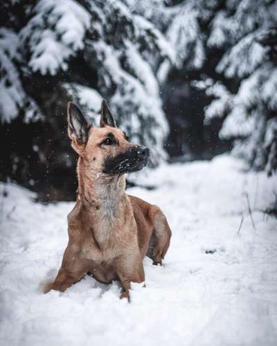 Hundetreffen-Fotoshooting-Bild