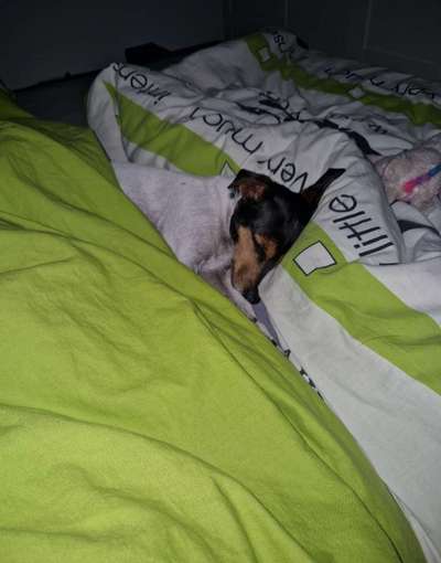 Darf der Hund bei Euch im Bett schlafen?-Beitrag-Bild