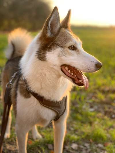 Die Dogorama Kalender Challenge 4/4-Beitrag-Bild