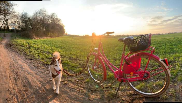 Radfahren mit Hund-Beitrag-Bild