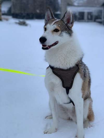 Laikis gesucht-Beitrag-Bild