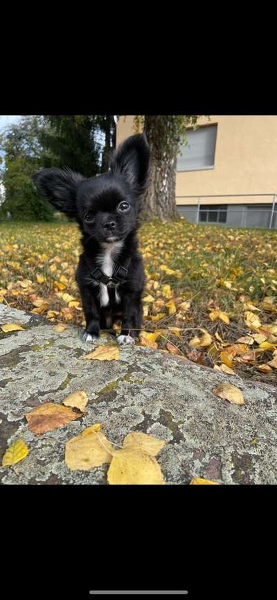 Dogorama Photo Challenge - Portrait-Beitrag-Bild